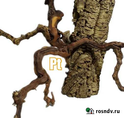 Виноградные коряги Сочи - изображение 1