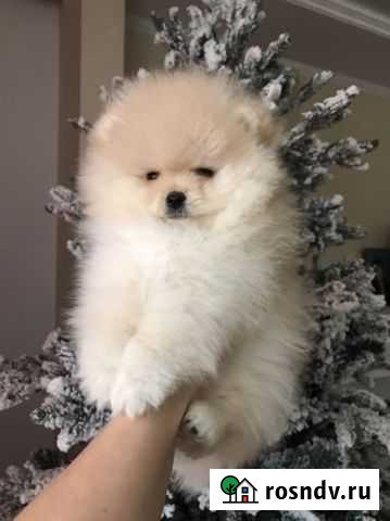 Плюшевые мишки Екатеринбург - изображение 1