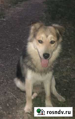 Ищем дом песику Бугульма - изображение 1