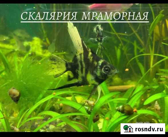 Аквариумные рыбки Курск - изображение 1