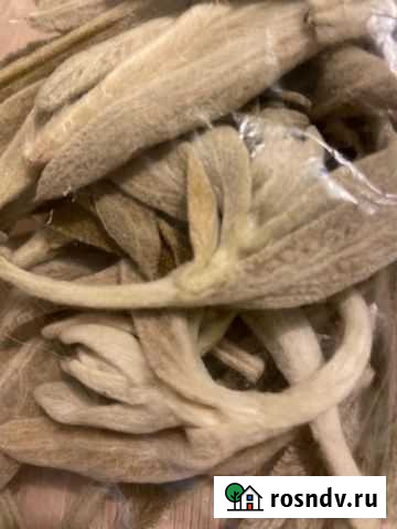 Стабилизированный цветок частец Хабаровск - изображение 1