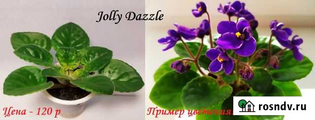 Детки полуминиатюрных фиалок Белгород - изображение 1