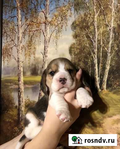 Биглюшки Тюмень - изображение 1