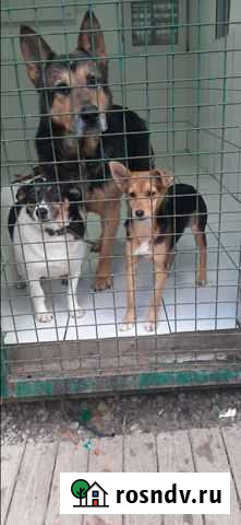 Собаки бесплатно в добрые руки Ялта - изображение 1