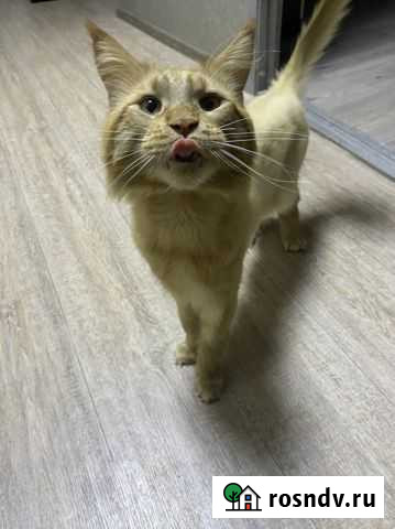 Кот мейн-кун вязка Новый Уренгой - изображение 1