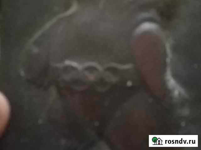 Портрет мишки олимпиады Махачкала - изображение 1