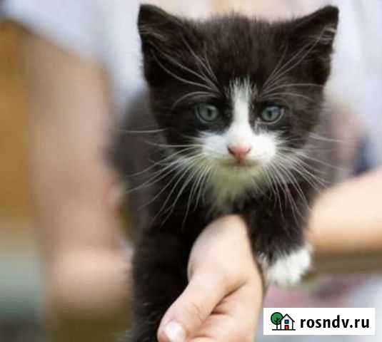 Ищу родителей Сочи - изображение 1