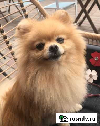 Мальчик породы померанский шпиц ищет подружку для Воркута - изображение 1