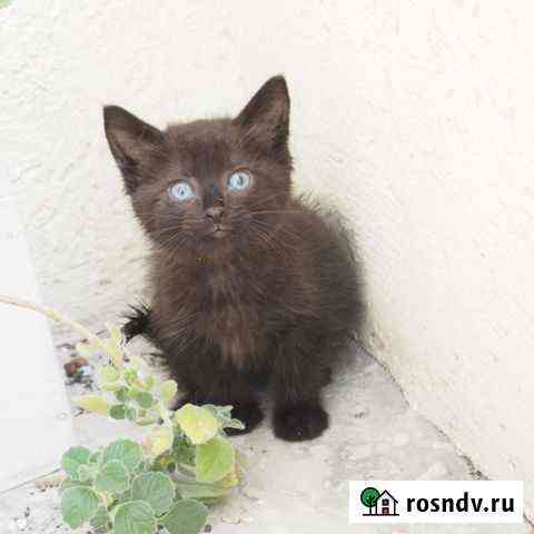 Котенок 1,5 месяца, мальчик Пенза