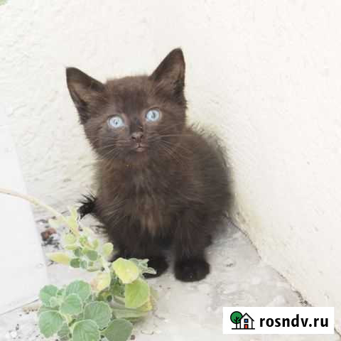 Котенок 1,5 месяца, мальчик Пенза - изображение 1