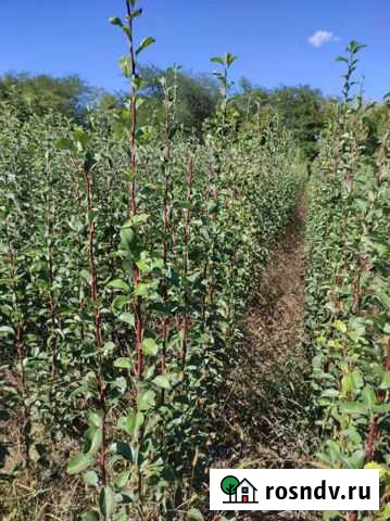 Груша Саж Красногвардейское - изображение 1