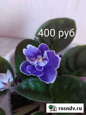 Фиалка Набережные Челны - изображение 1