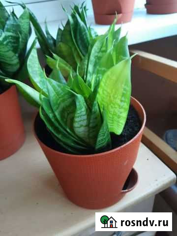 Сансевиерия ханни Омск - изображение 1