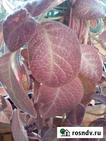 Эписция меднолистная Липецк - изображение 1