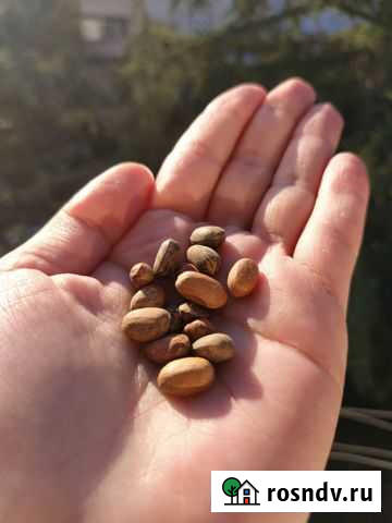 Королевская семечка (Хаббатуль мулюк) Красноярск - изображение 1