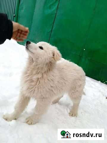 Собака в добрые руки овчарка Семилуки - изображение 1