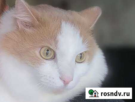 Кошки в добрые руки бесплатно Усинск - изображение 1