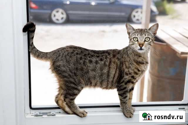 Стерилизованная кошечка Геленджик - изображение 1