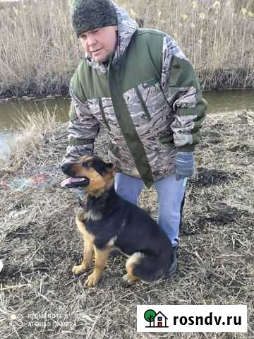 Собака Фастовецкая - изображение 1