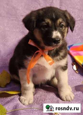 Красивая девочка Саранск - изображение 1