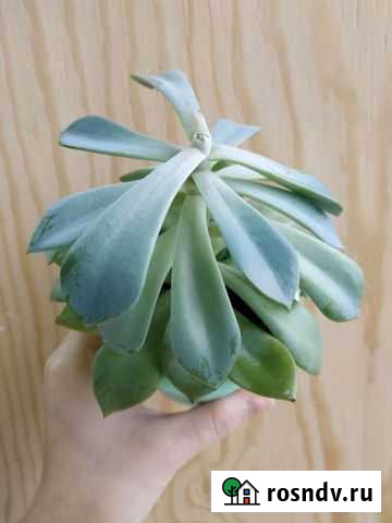 Бегония, Филодендроны, сингониум Череповец - изображение 1