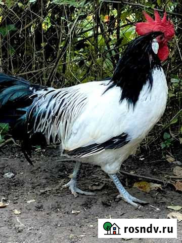 Петух Рыбное - изображение 1