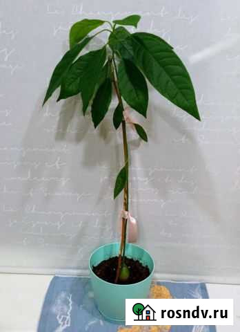 Авокадо растение Астрахань - изображение 1