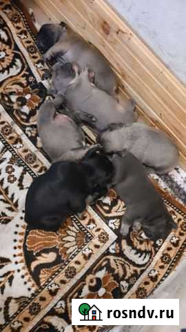 Французские бульдожки Сочи - изображение 1