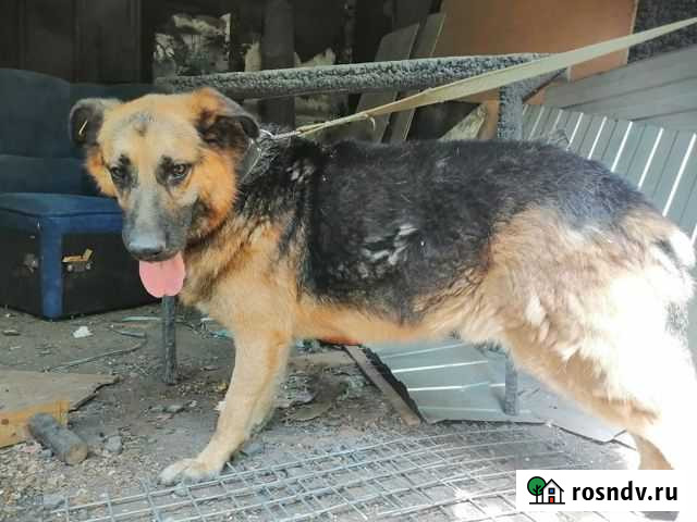 Игривый старый овчар - пёс Рэй Воронеж - изображение 1