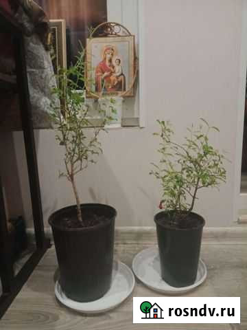 Гранат декоративный Чехов - изображение 1