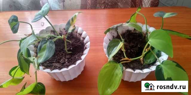 Сциндапсус Фоки - изображение 1