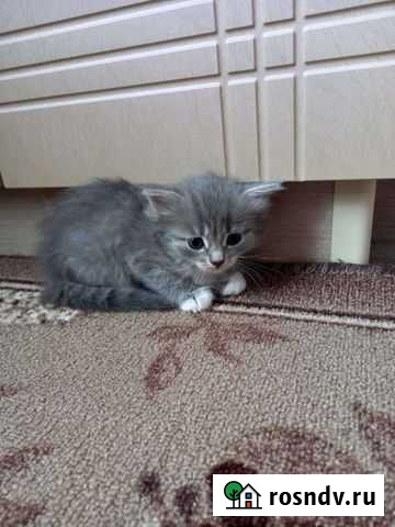 Котята в добрые руки бесплатно Мценск - изображение 1