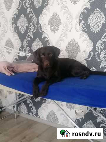 Кобель лабрадора вязка Бузулук - изображение 1