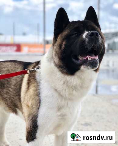 Вязка Американская Акита Казань - изображение 1