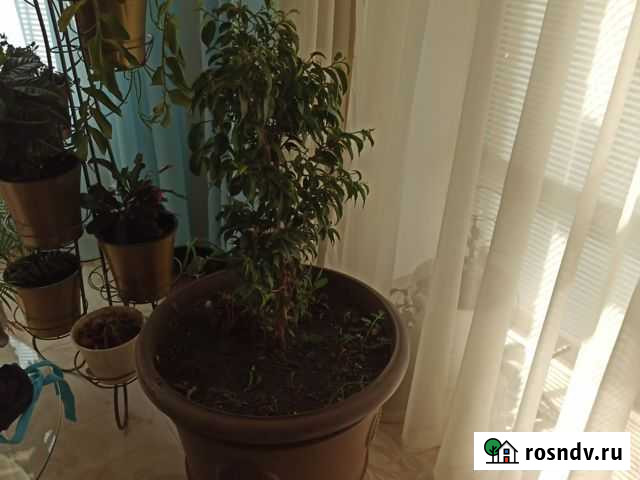 Бенджамина фикус мелколистный красавец Оренбург - изображение 1