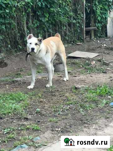 Вязка алабай ищем сучку Обнинск - изображение 1