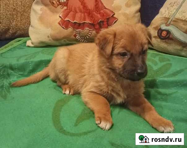 Кэрри - щенок-девочка в дар Иркутск - изображение 1