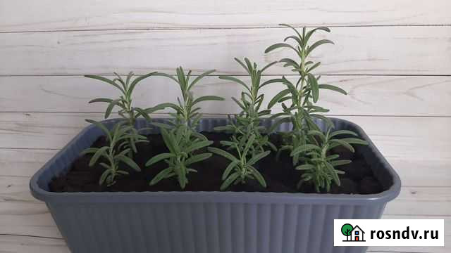 Розмарин Белгород - изображение 1