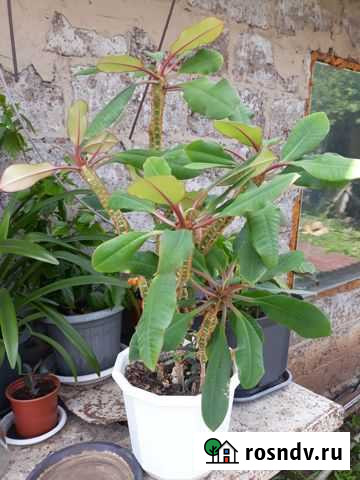 Молочай Оренбург - изображение 1