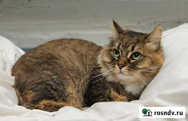 Кошка Мышка Новосибирск - изображение 1