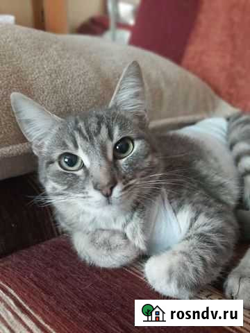 Кошка Саранск - изображение 1