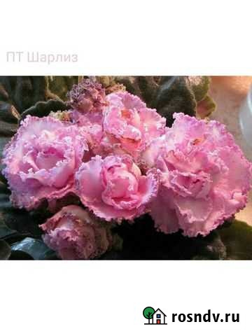 Фиалки (сортовые). Лист, на срез Новосибирск - изображение 1