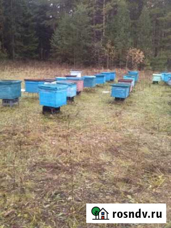 Продам ульи с пчелами в комплекте 25шт Набережные Челны - изображение 1