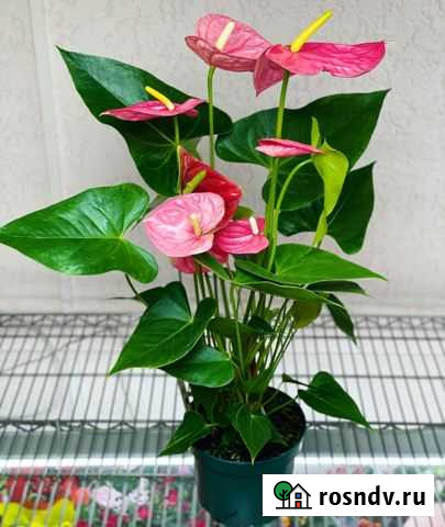 Антуриум фламинго розовый Симферополь - изображение 1
