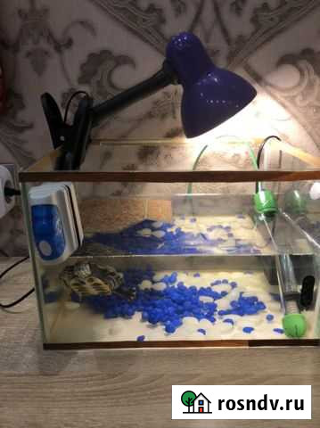 Красноухая черепаха с аквариумом Белгород - изображение 1