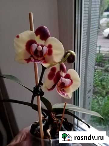 Орхидея фаленопсис Балаково - изображение 1