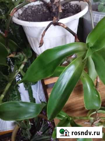 Золотой ус Октябрьский - изображение 1