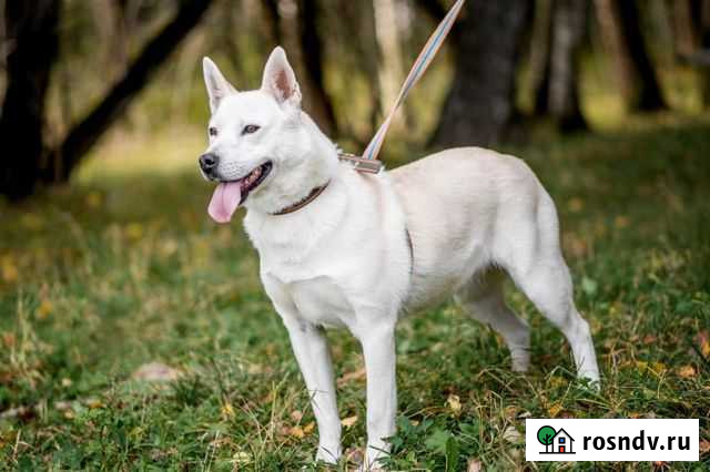 Маленькая собака в добрые руки Чехов - изображение 1