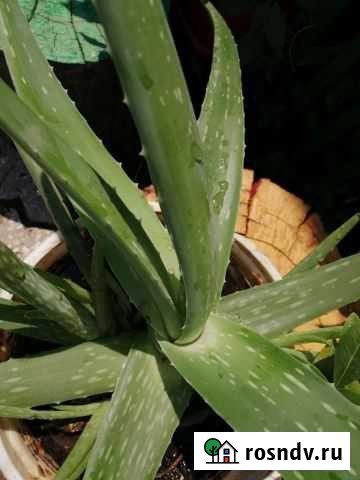 Алоэ вера Ипатово - изображение 1