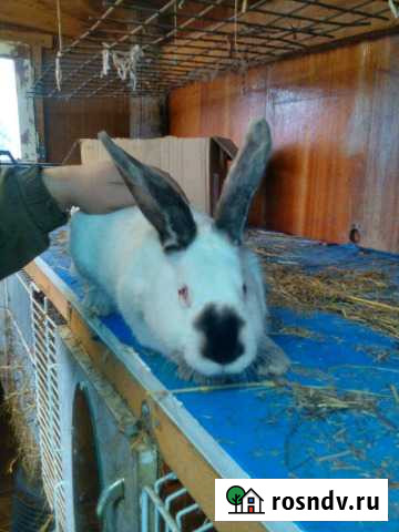 Кролики Орехово-Зуево - изображение 1